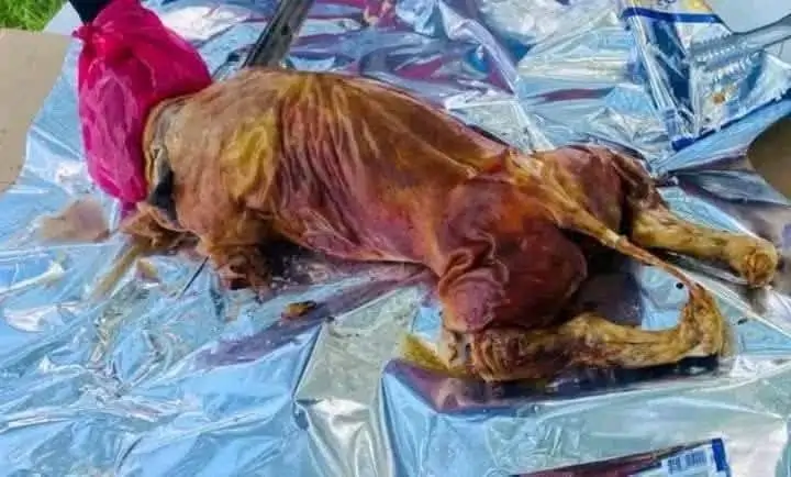 Lechon Fiesta